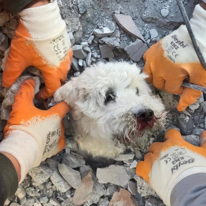 بالفيديو: إنقاذ كلبة وثلاثة جراء بعد شهر من زلزال هاتاي