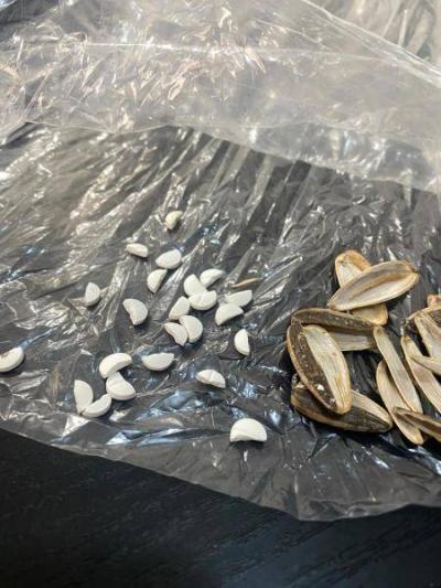 فقط في لبنان.. حبوب الكبتاغون داخل بزر 