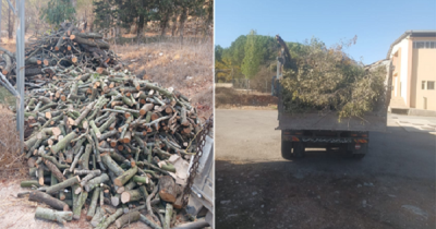 وزارة الزراعة: ضبط مخالفات قطع الأشجار في قضاء بنت جبيل