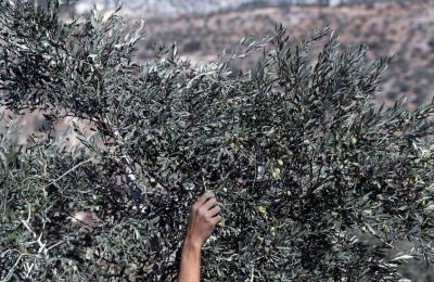 إسرائيل تفرض إذناً مسبقاً على مزارعي جنوب لبنان لقطاف الزيتون