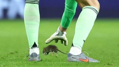 بالفيديو... فأر يوقف مباراة مهمة في تصفيات المونديال