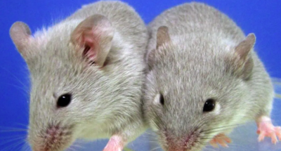 لماذا ترسل الصين 4 فئران إلى الفضاء؟