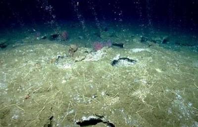 دراسة: تعدين البحار يدمر شبكة الغذاء البحرية