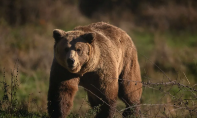 اليابان.. الفلفل الحار لصد هجمات الدببة 