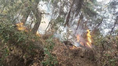 كارثة بيئية غير مسبوقة.. زلزال اليباس يهز أحراج لبنان