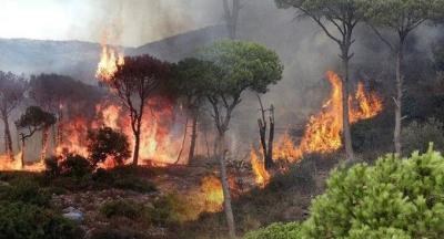 بالفيديو - حريق يلتهم أحراج جزين... ومناشدات لإخماده