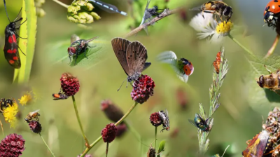 تقرير: تراجع انتشار الحشرات في العالم يُهدد بكارثة بشرية