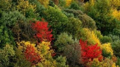 حرائق تلتهم غابات من التراث العالمي في إيران