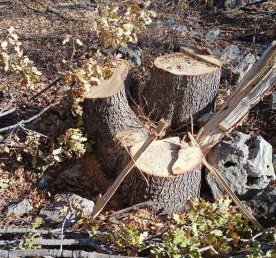 بالصور - مجزرة بيئية وقطع جائر للأشجار في العاقورة