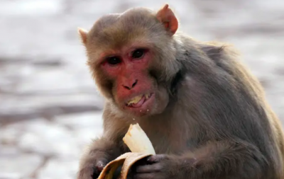 الولايات المتحدة تعتزم الحد من استخدام القردة في الأبحاث