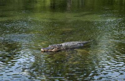 إسرائيل تركتب 