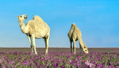 بروتين فريد في الإبل ربما يحمي الدماغ من مرض الزهايمر