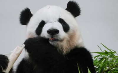 بعد 1340 عاماً… 