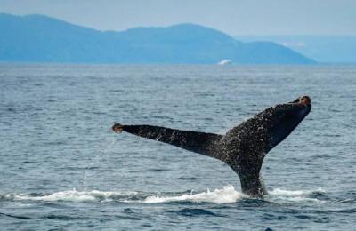 قدرة الحيتان على سماع الأصوات العالية تذهل العلماء