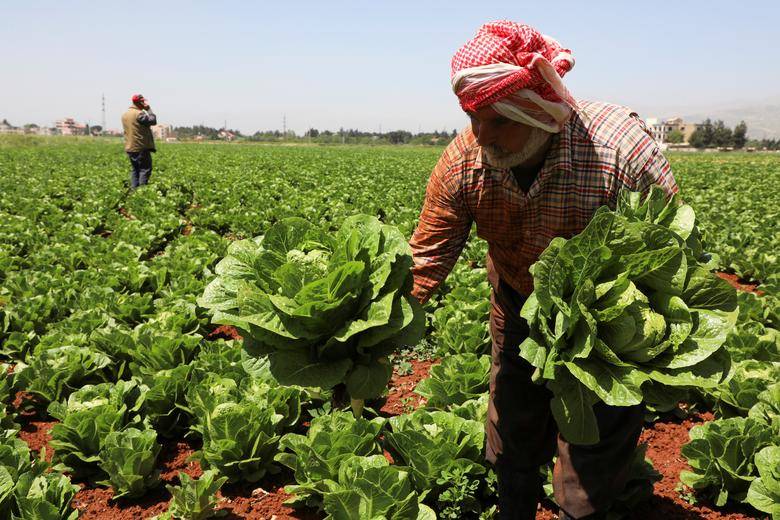 خاص- الأزمة الاقتصاديّة في لبنان تدفع بالقطاع الزراعي نحو مزيد من الانهيار