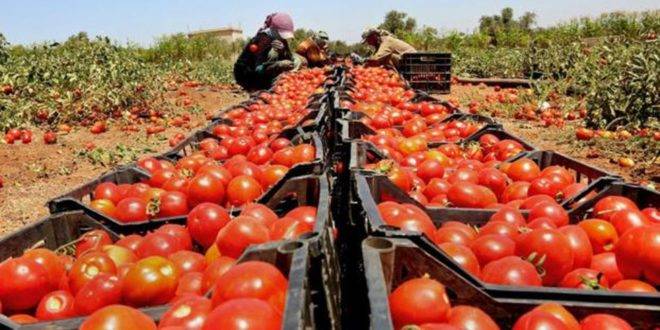 المغرب تفرض قيودا على تصدير البندورة