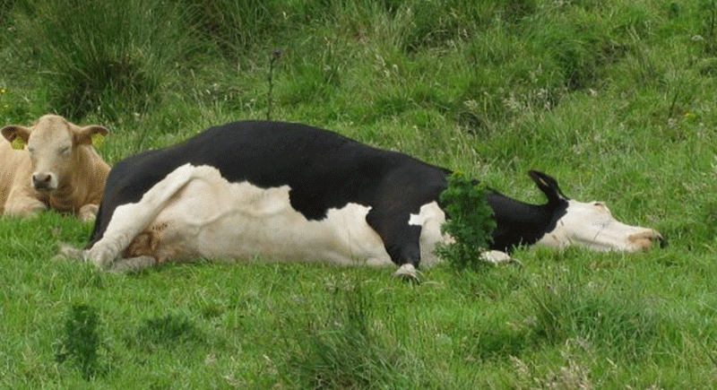 بريطانيا ترصد إصابة بمرض جنون البقر‭ ‬اللانمطي