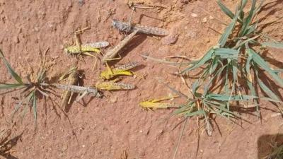 تشبه الجراد الصحراوي... أسراب من حشرة مجهولة تنشر القلق في سيناء