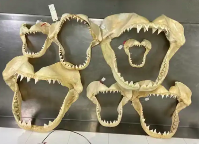 كيف تتطور أسنان القرش الأبيض مع مرور السنوات؟