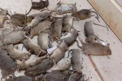 كارثة غامضة تهز السودان.. آلاف الفئران النافقة تغزو نهر عطبرة