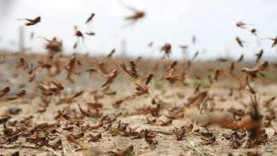 بعد تداول أنباء عن أسراب جراد.. وزارة الزراعة المصرية توضح الحقيقة