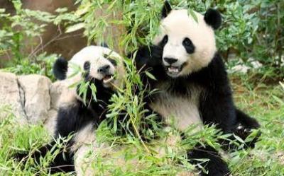 من هدية دبلوماسية إلى قطيعة رمزية… قصة الباندا الأخيرة في اليابان