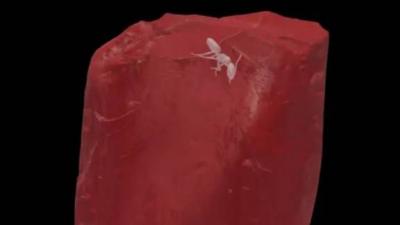 كيف أعادت قطعة كهرمان من مجموعة غوته كتابة تاريخ نمل منقرض؟