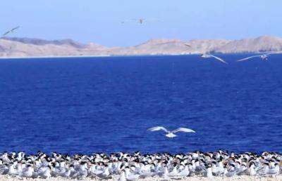 بسبب كنوز نادرة تحت الماء.. محمية مصرية يبحث عنها الأوروبيون