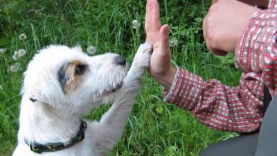 الذكاء الإصطناعي يفاجئ العالم.. ترجمة كلام البشر إلى لغة الكلاب؟