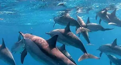 بعد حادث مماثل بالبحر الأحمر.. دولفين نافق على شاطئ المتوسط في مصر