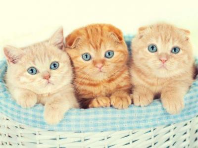 القطط قد تفتح الطريق لعلاجات جديدة ضد بعض أنواع السرطان