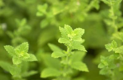 نبتة طبية تحمي الدماغ من الالتهابات