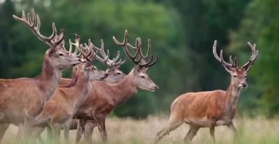 إشارات ضوئية في الغابة.. الغزلان تكشف عن 