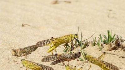 المغرب : انتشار غير مسبوق للجراد في طرفاية وبوجدور