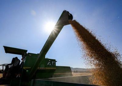 ارتفاع النفط يصعد بأسعار القمح الأوروبي إلى أعلى مستوى منذ آب