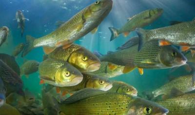 أسماك الأنهار المهاجرة على حافة الانهيار عالمياً!