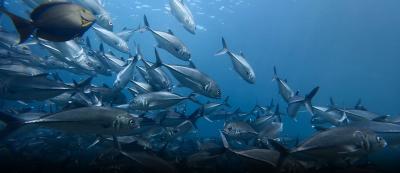 المجلس الأعلى للبيئة يعلن بدء سريان فترة حظر صيد أسماك الشعري والصافي والعندق