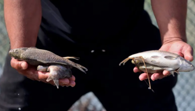 300 طنّ من الأسماك نفقت في ساعتين.. مأساة على نهر دجلة