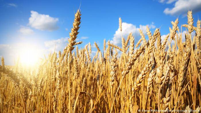 بعد إعلان كارجيل وقف تصدير الحبوب الروسية..القمح يسجل أعلى مستوى