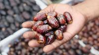 أكثر الدول تصديراً للتمور عالمياً
