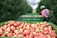 أكبر الدول إنتاجاً للتفاح في العالم
