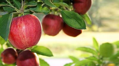 أكبر الدول إنتاجاً للتفاح في العالم