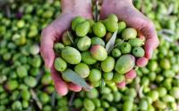 أكبر الدول من حيث تصدير زيت الزيتون
