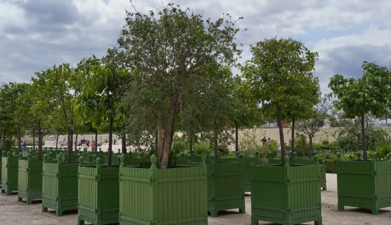 How Urban Greening Can Cool Future Cities Amid Rising Heatwaves