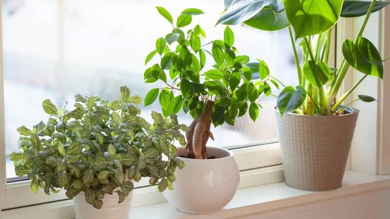 Top Easy-to-Care Houseplants to Elevate Your Home Decor