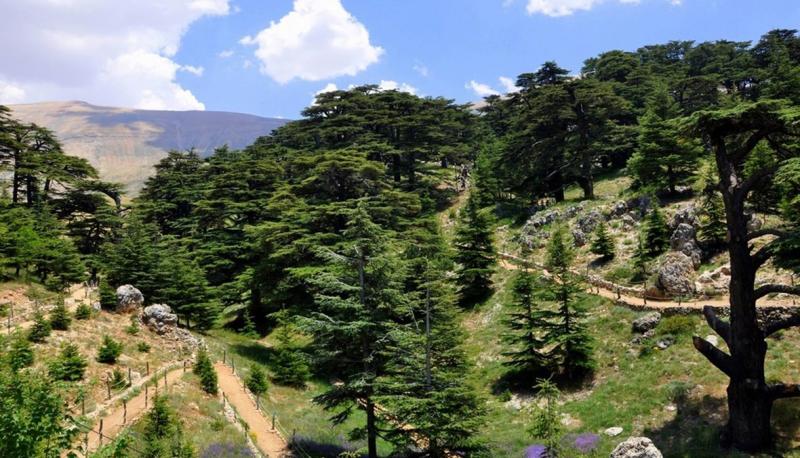 Top Camping Spots in Chouf for Nature and Adventure Enthusiasts