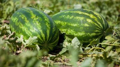 أكثر 10 دول إنتاجاً للبطيخ