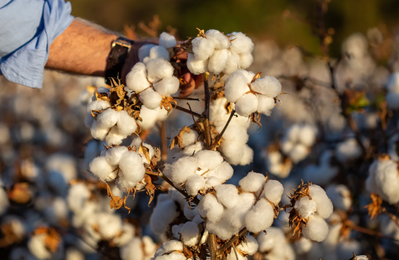 Top 10 Cotton-Producing Countries in the World