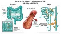 The harms of excessive consumption of D The harms of excessive intake of D