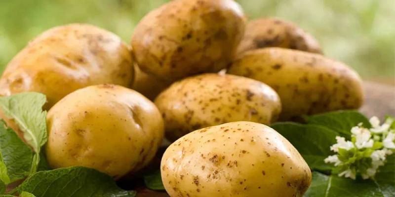 Top Potato Producing Countries in 2026